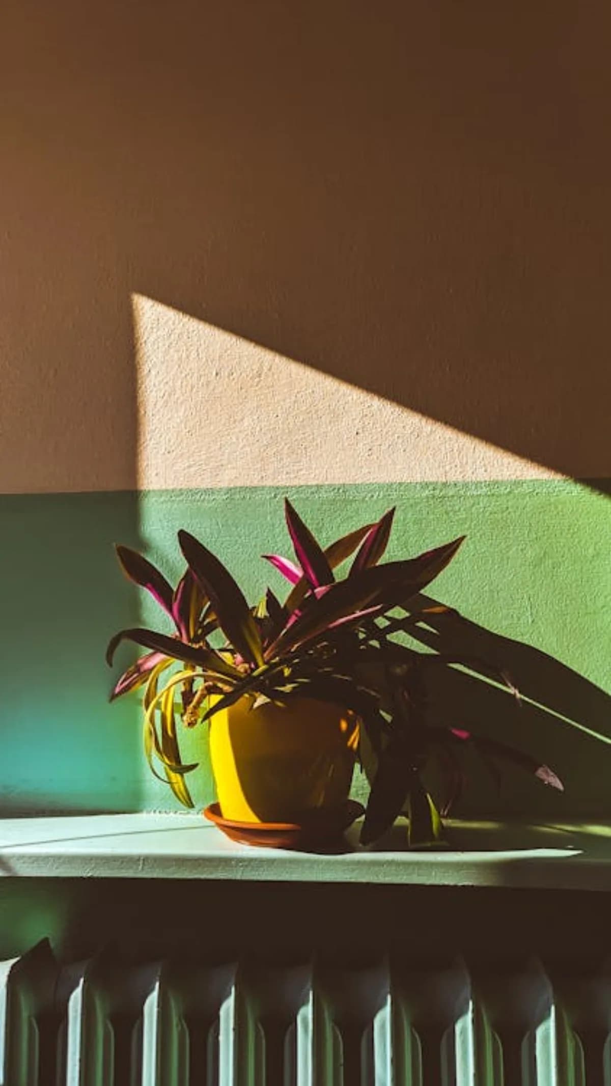 Sighişoara Ortaçağ Kalesi UNESCO - Romanya Turu