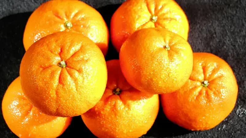 Seferihisar Mandalina Festivali Turu