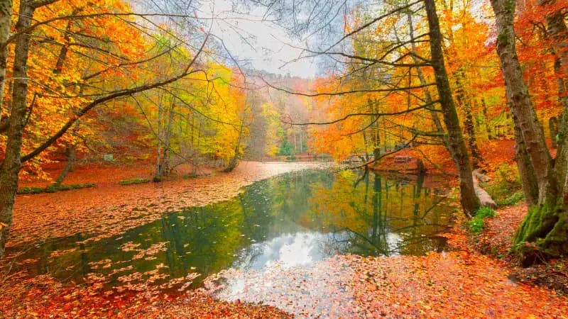 Yedigöller & Gölcük Gölü Turu