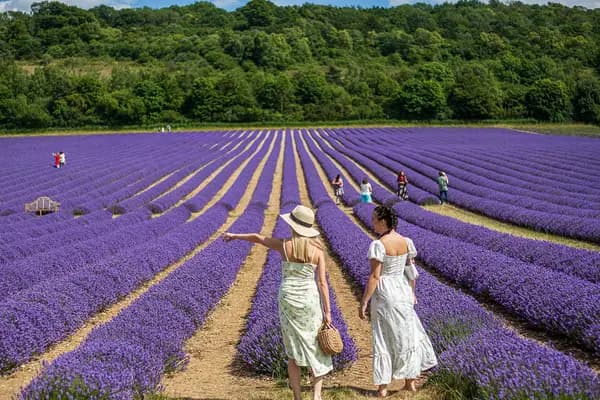 Lavanta Tarlaları, Salda Gölü & Sagalassos Antik Kenti Turu