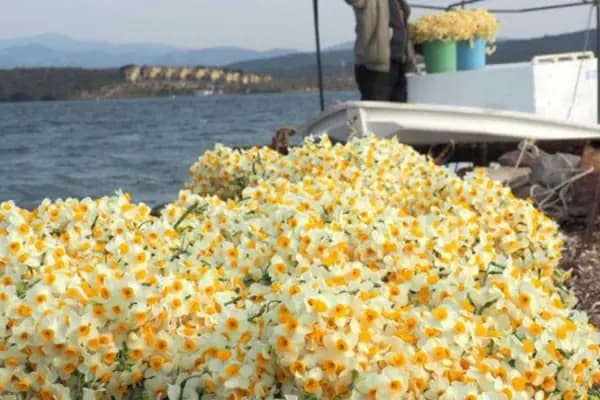 Karaburun Nergis Festivali Turu