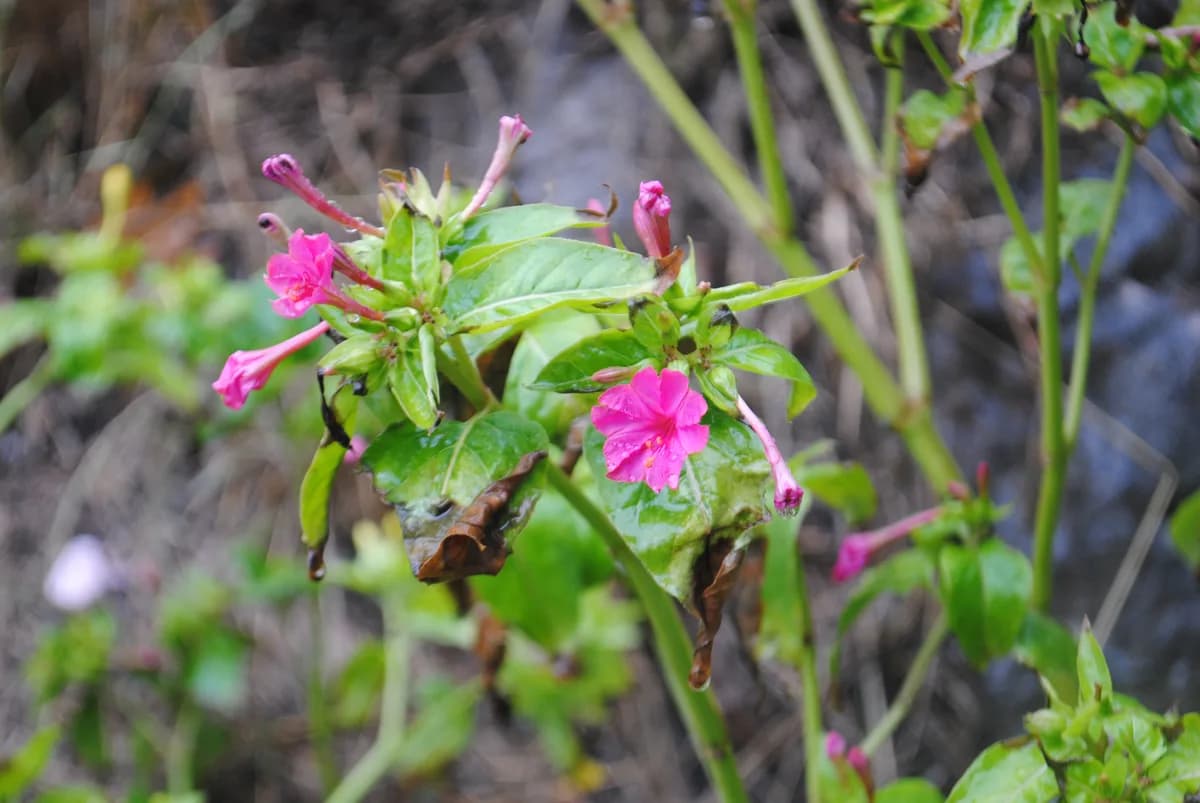 Amasra sahil manzarası - Batı Karadeniz turu