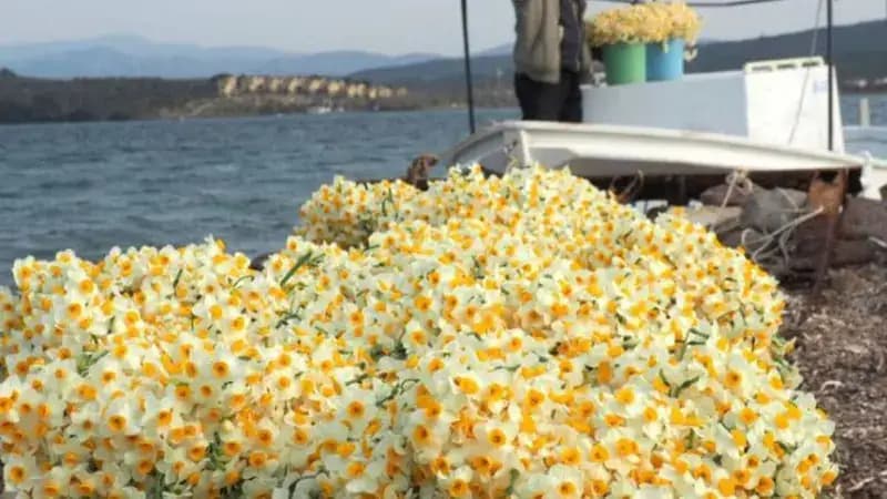 Karaburun Nergis Festivali Turu