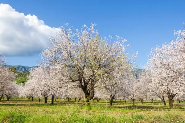 Badem Çiçeği Festivali - Marmaris & Datça Turu
