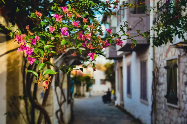 Butik Ege Turu (Sığacık, Çeşme & Alaçatı)