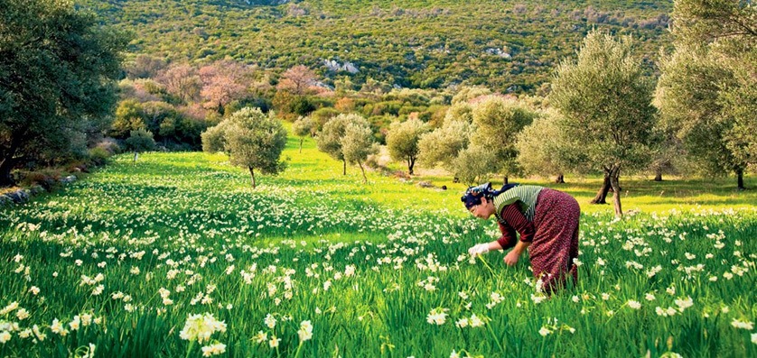 nergis karaburun izmir